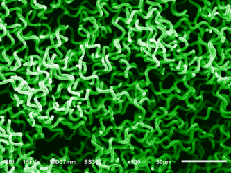 Arthrospira microalgae