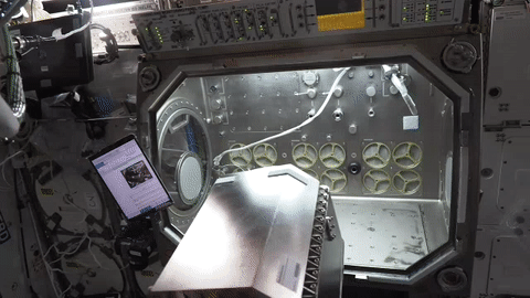 ESA astronaut Matthias Maurer works on Transparent Alloys experiment