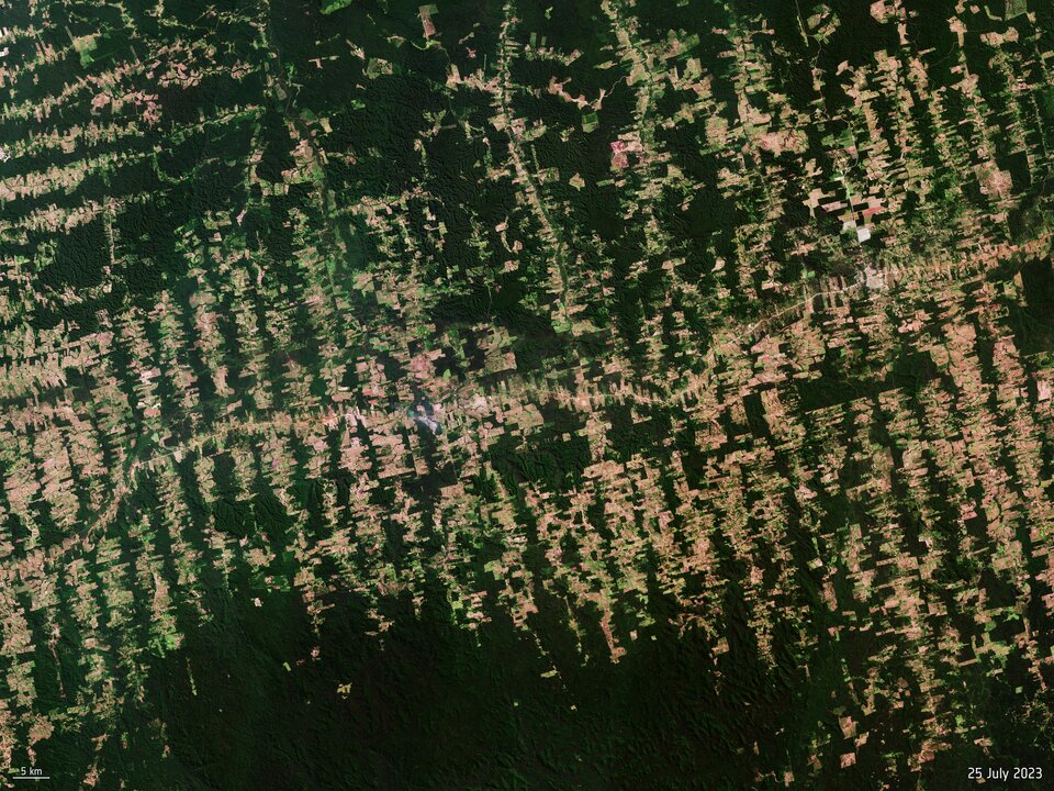 Tropical forest in Brazil - Click to zoom in