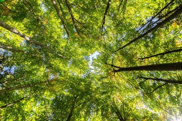 Accounting for vegetation in the climate puzzle