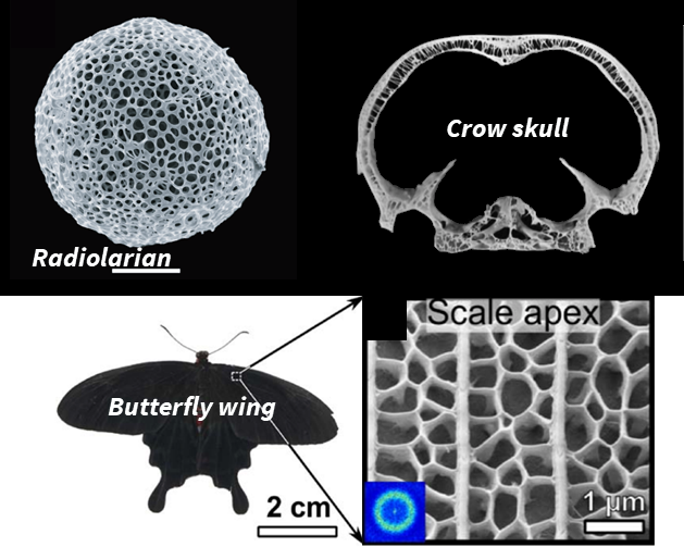 Figure 1: Examples of disordered lattices in nature.