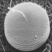 Concentric diatom frustule.