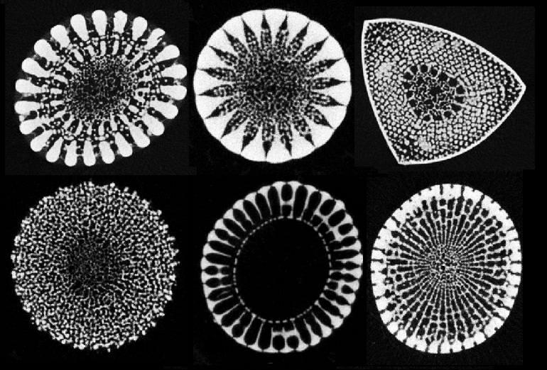 Diversity of internal architectures of sea urchin spines