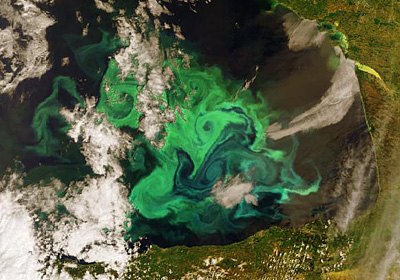 Phytoplankton bloom as seen by the Envisat satellite