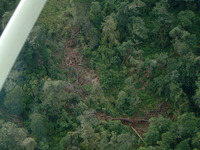 Camphor trees, recently logged