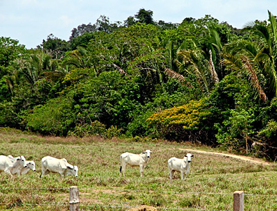 Grazing cattle at one of the many cattle farms in Rondonia