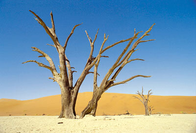 Scientists believe there is a connection between meningitis and desertification