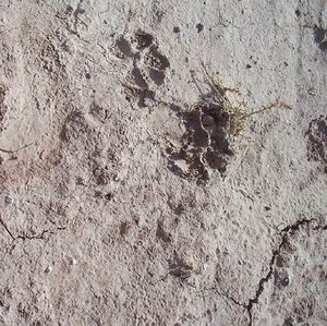 Cougar tracks found close to the Hab