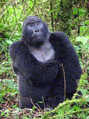 Protecting gorilla habitats