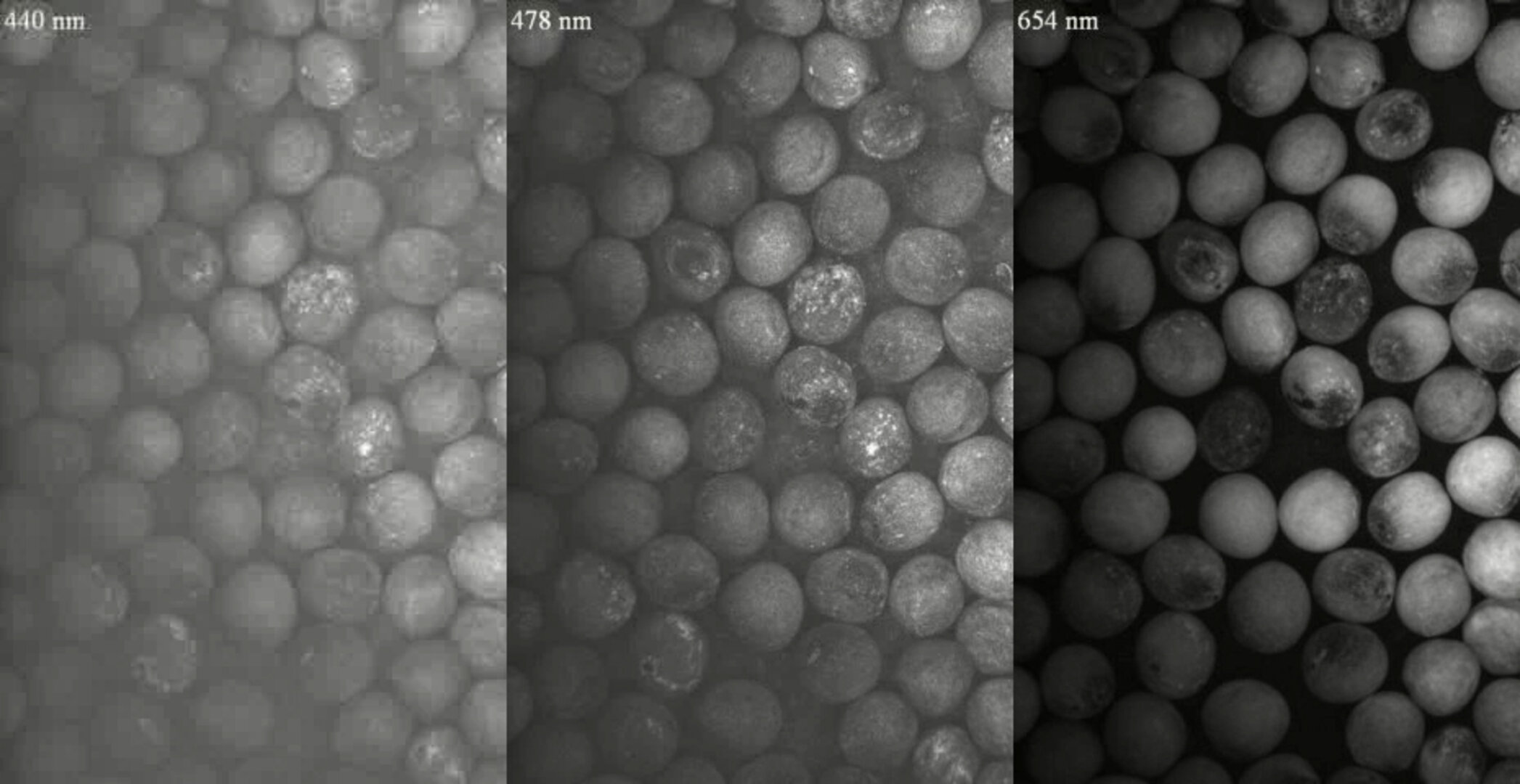 Spectral imaging of seeds