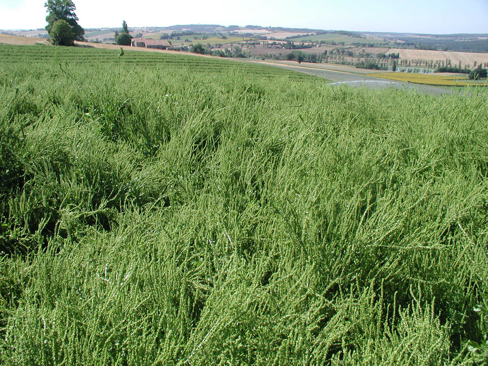 Seed production field