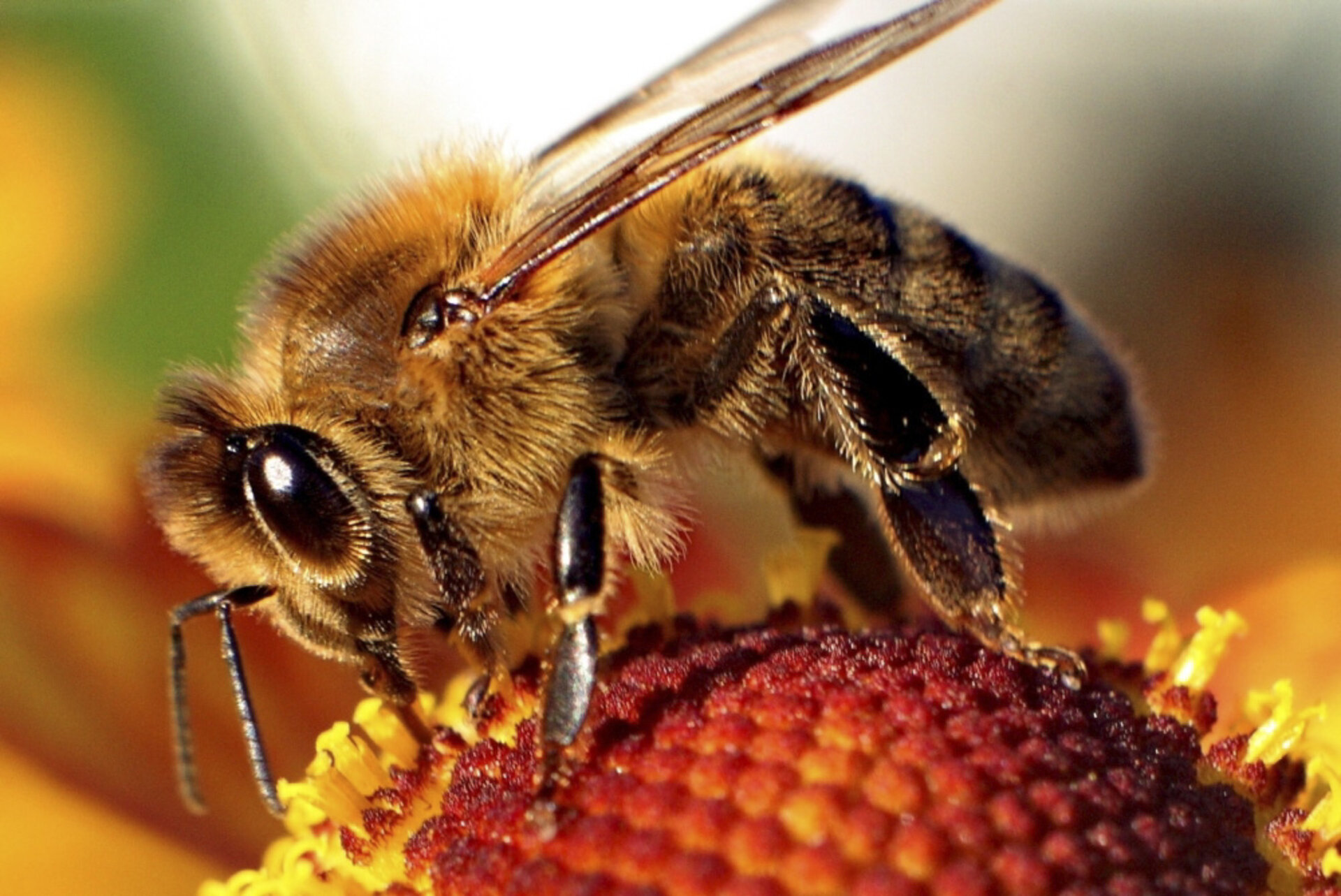 Honey Bee Pillars 