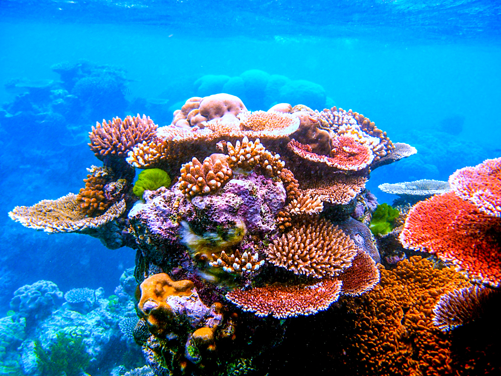 What Are Some Fun Facts About The Great Coral Reef - Printable ...