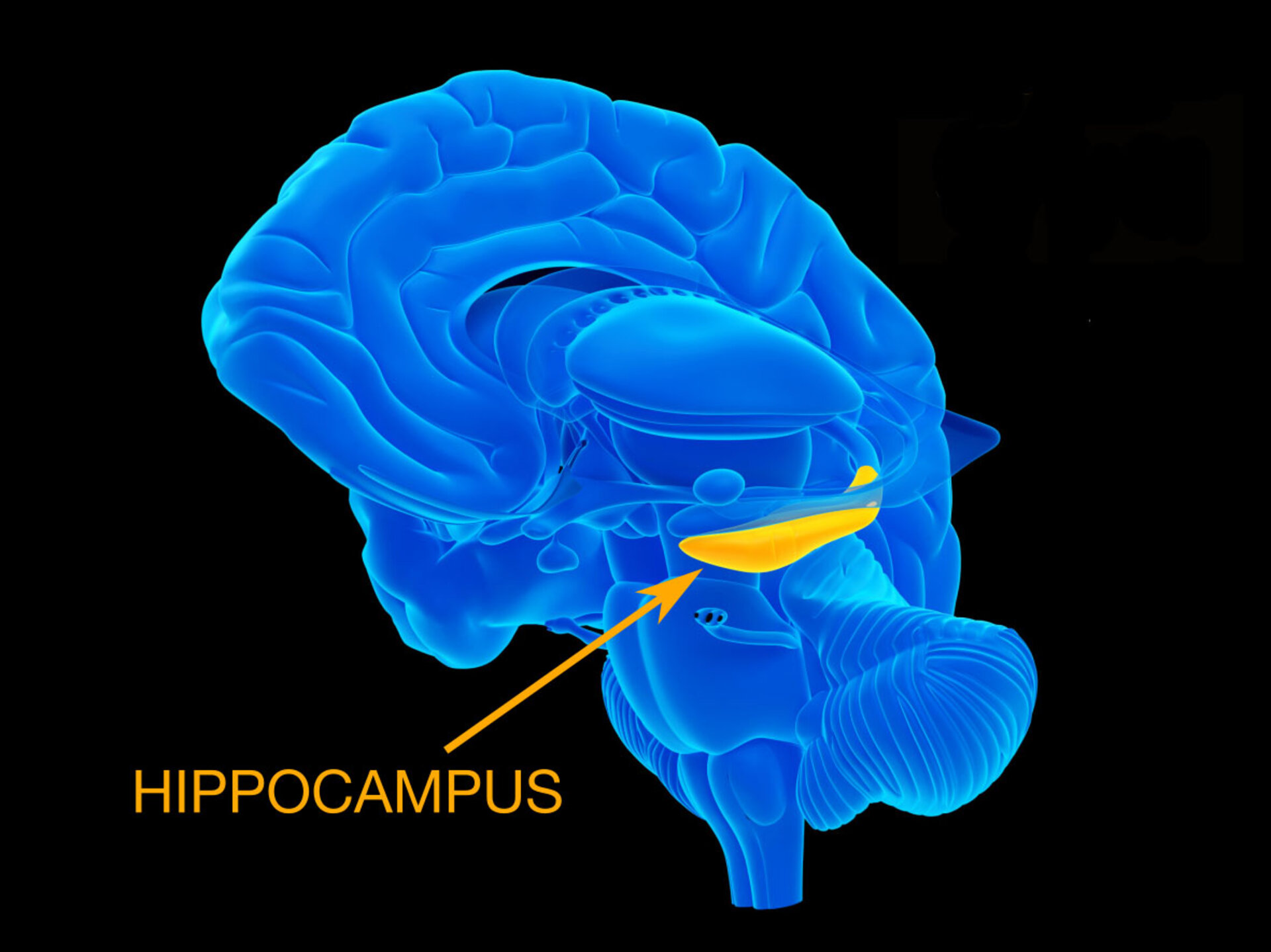 ESA Hippocampus