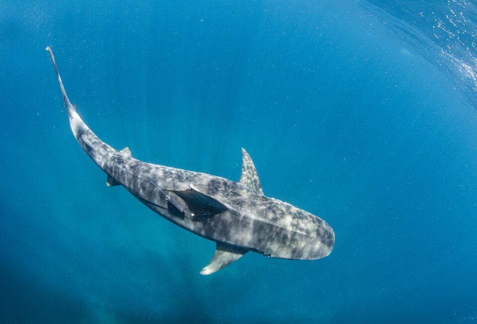 A tagged tiger shark swims free