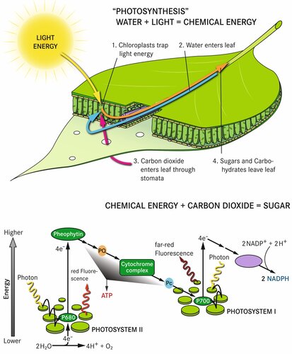 Photosynthesis